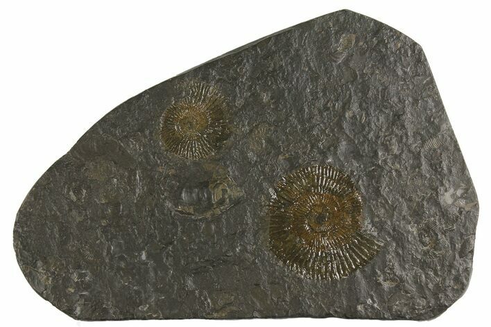 Dactylioceras Ammonite Cluster - Posidonia Shale, Germany #180320